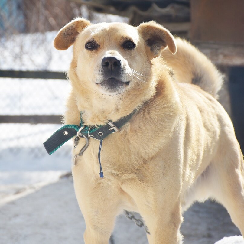 Выгул животных